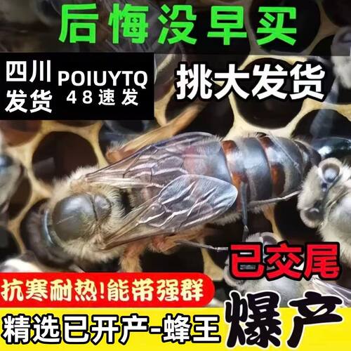 [优质蜂王]中蜂阿坝王双色王 活体产卵王 高产新产蜂王