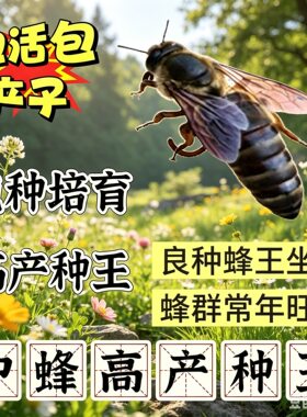 【四川蜂王】优质中蜂蜂王中蜂开产新王产卵蜂王蜜蜂种王本地蜂王