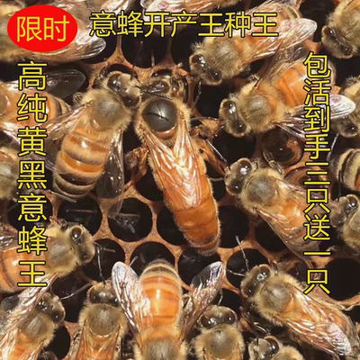 意蜂蜂王意蜂王种王黄金意蜜王浆王新开产王蜂王生产王糖王产卵王