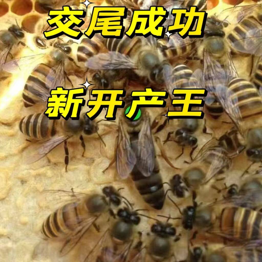 中蜂蜂王种王野生阿坝开产王黑色交尾蜜蜂王特大号广西产卵王王纯