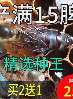 四川阿坝中蜂蜂王开产王种王产卵王广西蜂王蜜蜂王纯中蜂产卵王