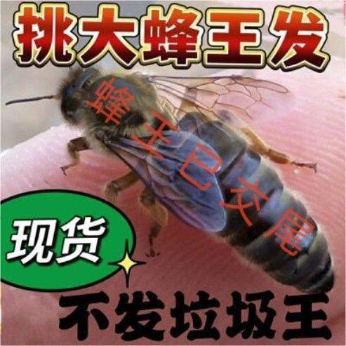 中蜂蜜蜂王高产优质土蜂交尾新开产卵王阿坝广西伏牛强群种蜂