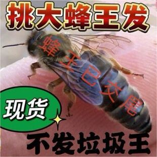 中蜂蜜蜂王高产优质土蜂交尾新开产卵王阿坝广西伏牛强群种蜂