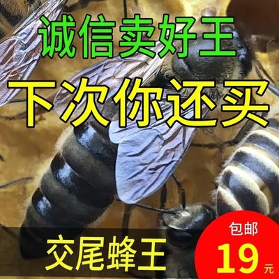 中蜂四川阿坝蜂王开产王种王贵州蜜蜂王中华蜂王特大号产卵王