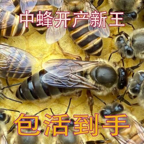 中蜂蜂王伏牛阿坝双色优良种王高产蜜蜂蜂王产卵王开产王单天发
