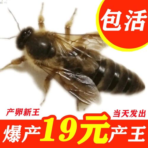 中蜂蜂王种王纯种优质土蜂交尾新开产卵王阿坝广西处女王中华蜂王