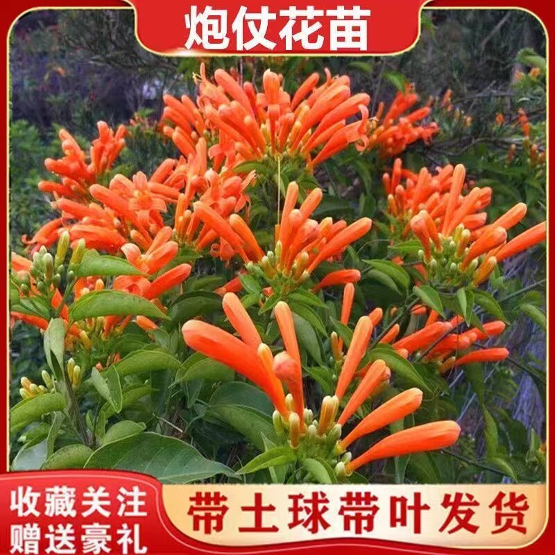 【含原土原袋】炮仗花爬藤植物长藤鞭炮花卉四季常青绿植盆栽庭院