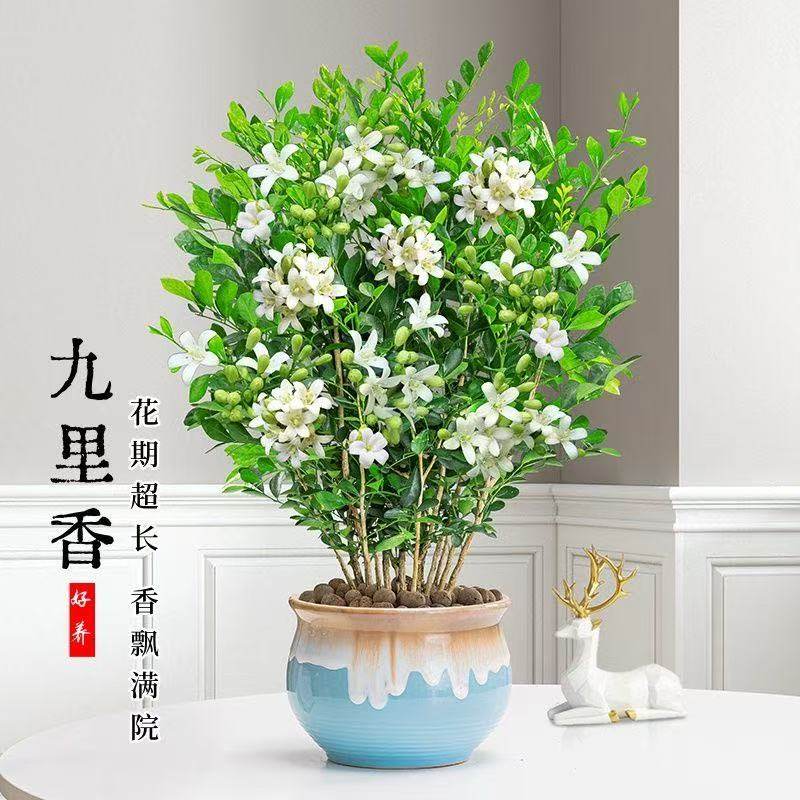 九里香盆栽室内阳台好养绿植
