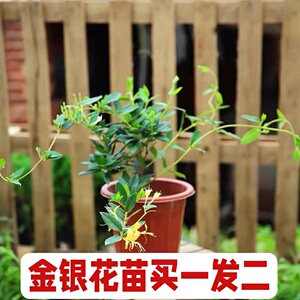 金银花盆栽可食用药用爬藤植物