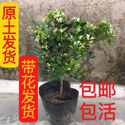 九里香花苗盆栽浓香型四季植物七里香树苗室内好养花卉驱蚊绿植