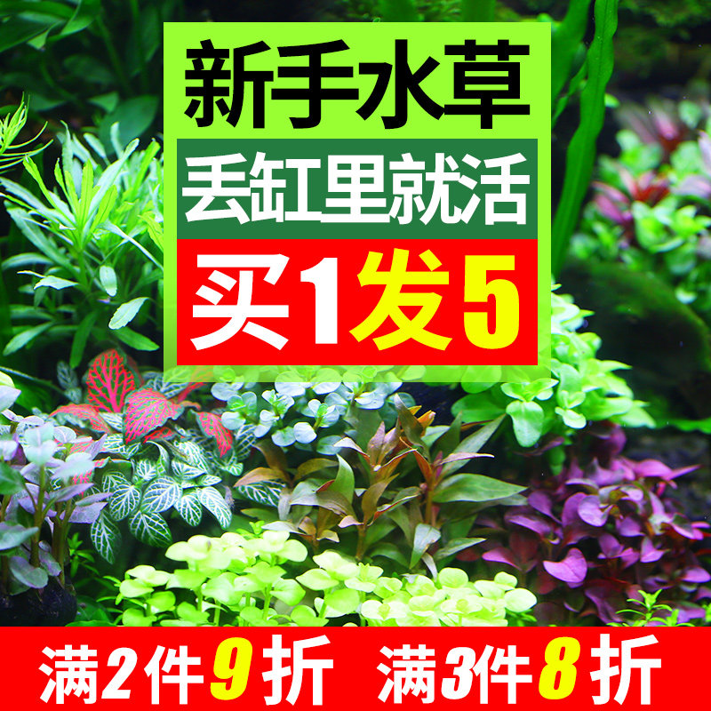 速发鱼缸水草植沉懒草造景套餐蜈蚣阴性增氧趴地矮珍珠活真人水榕