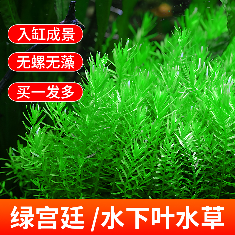 绿宫廷水草鱼水下淡水血红宫廷