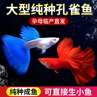 优质孔雀鱼纯种大尾巴活鱼苗观赏鱼热带小型鱼活体鱼淡水好养耐活