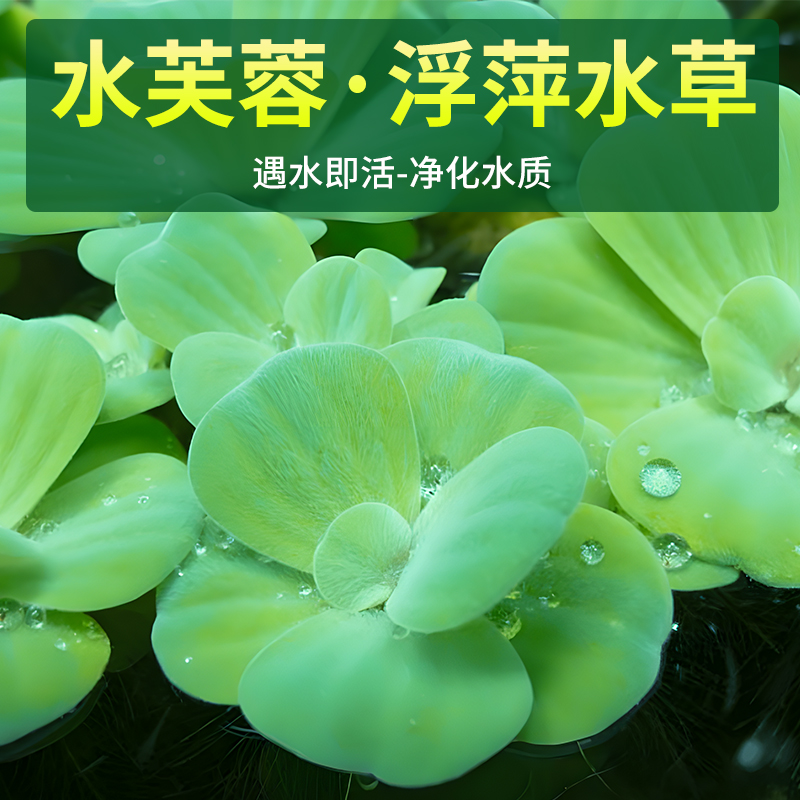 水芙蓉水培植物净化水质