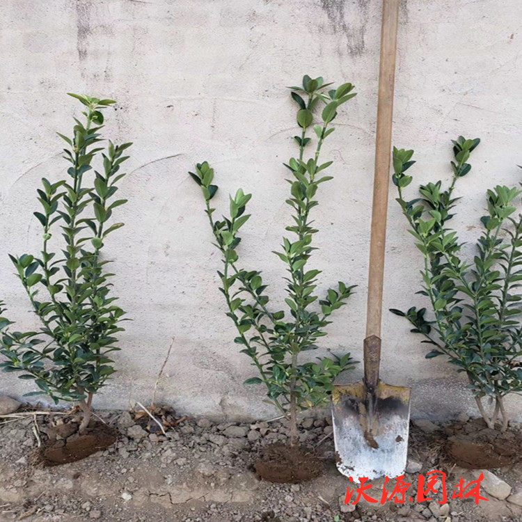 大叶黄杨苗四季常青绿篱苗冬青庭院绿化施工植物北海道黄杨篱围挡