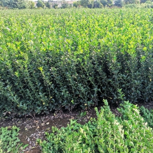 四季常青胶东卫茅篱常绿植物冬青耐寒篱笆树苗卫矛球庭院园林绿化