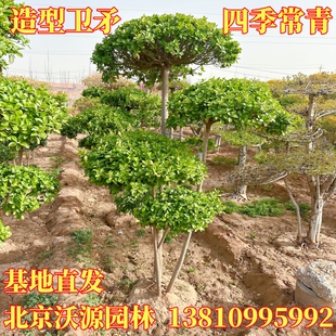 造型卫矛树冬青大叶黄杨四季常青景观盆景树苗别墅庭院种植