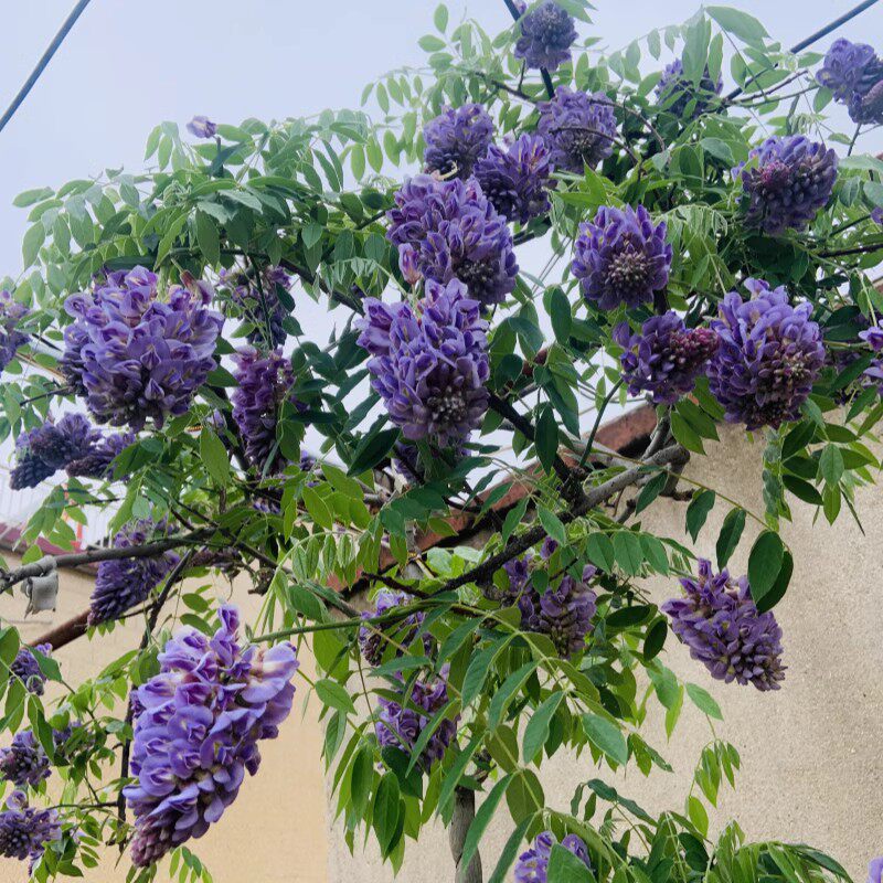 紫藤花树苗攀援爬藤植物庭院阳台长穗花卉盆栽地栽花苗耐寒紫罗兰