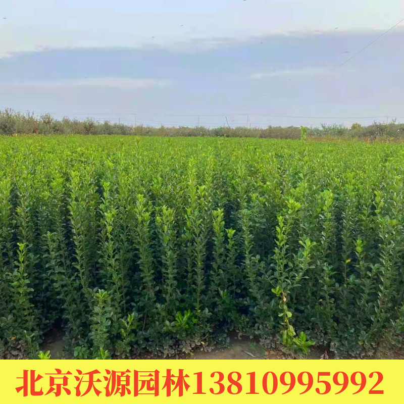 四季常青胶东卫茅篱绿篱耐寒植物卫矛树园林绿化苗木庭院绿化施工