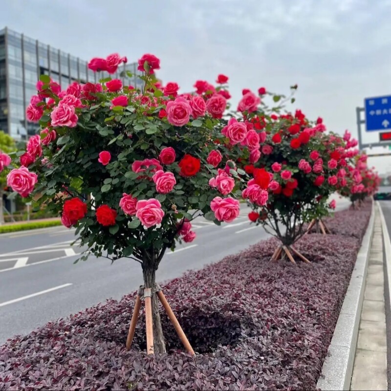 欧月树状月季大花四季庭院绿化花卉品种棒棒糖高杆玫瑰园林施工