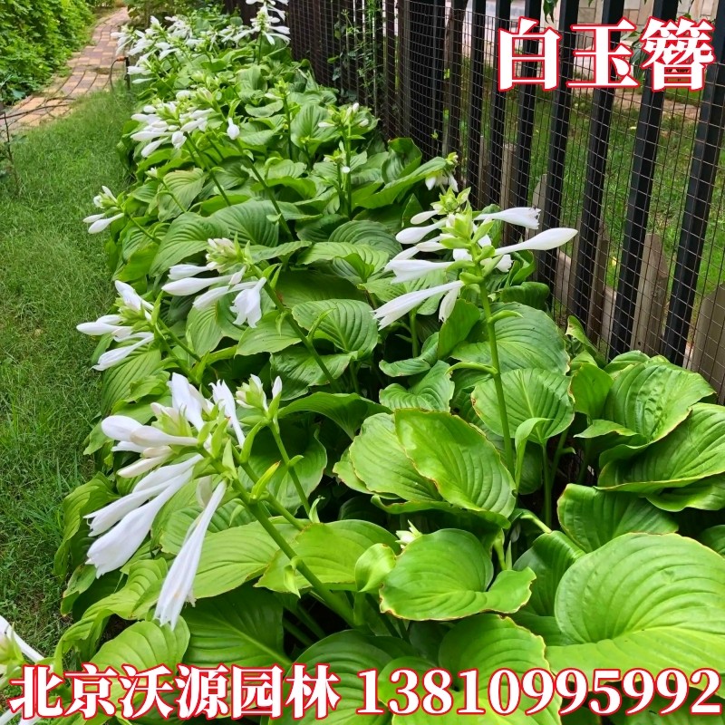 白花玉簪地被草花植物紫玉簪苗庭院绿化工程施工景观观赏花卉耐寒