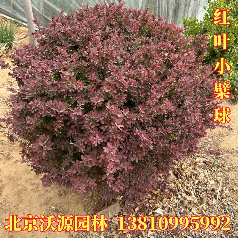 红叶小檗球紫叶小檗景观绿化苗木耐寒彩色球类植物小波球庭院观赏