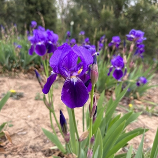 北京蓝花鸢尾德国鸢尾树苗阳台观赏花卉地被植物庭院绿化施工兰花