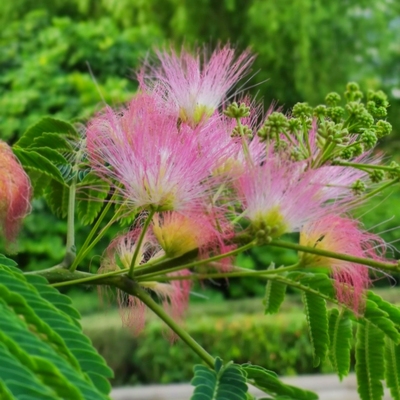 合欢花树苗绒花树行道风景大树庭院盆栽旱工程绿化乔木芙蓉花种植