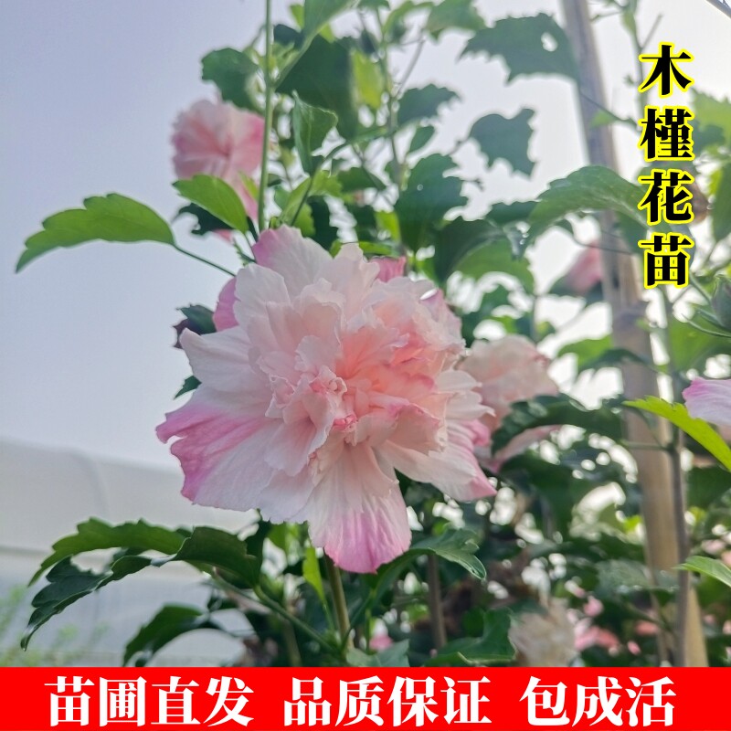 大花重瓣薄荷木槿花卉盆栽树苗紫玉蓝莓冰沙阳台庭院棒棒糖植物