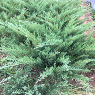 四季常青植物常绿沙地柏树苗铺地柏庭院园林绿化护坡植物地柏苗