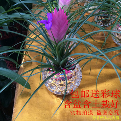 緑植盆栽室内の植物の鉄蘭の千骨を使って、同じ客間でホルムアルデヒドのデスクトップの盆栽の花を吸って郵送します。