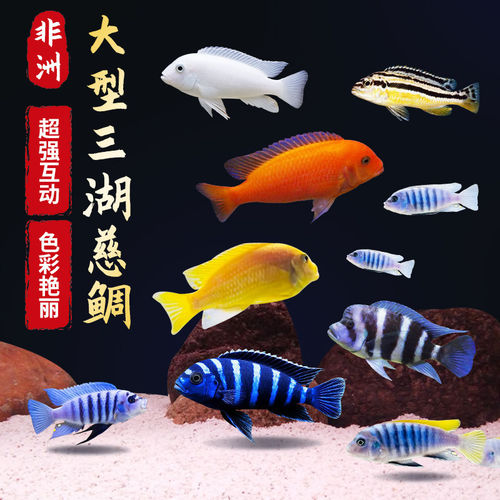 三湖慈鲷鱼苗小鱼耐活好养自来水黑线王子活体鱼缸热带淡水观赏鱼