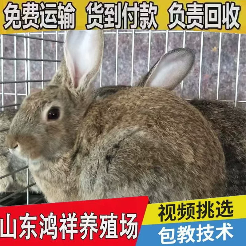 现货散养比利时兔包成活山东兔子养殖基地出售活体黄褐色肉兔