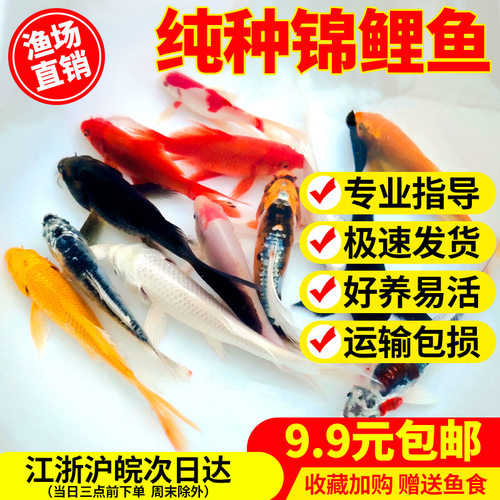 金鱼活体观赏鱼锦鲤草金鱼冷水鱼黑金锦鲤黄金锦鲤白金锦鲤小型鱼