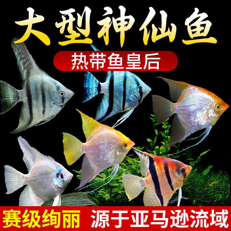 七彩神仙鱼燕鱼观赏鱼热带小型淡水好养耐活鱼苗秘鲁活鱼燕子鱼
