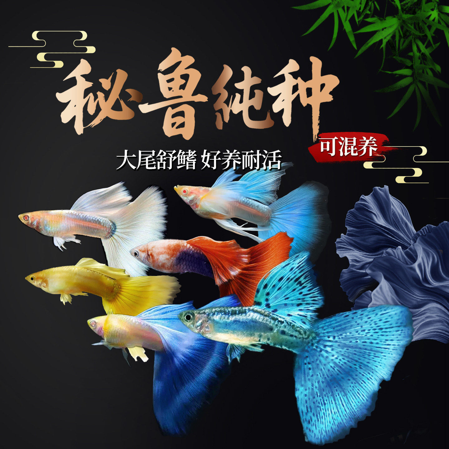 孔雀鱼活鱼观赏鱼精品纯种大尾巴