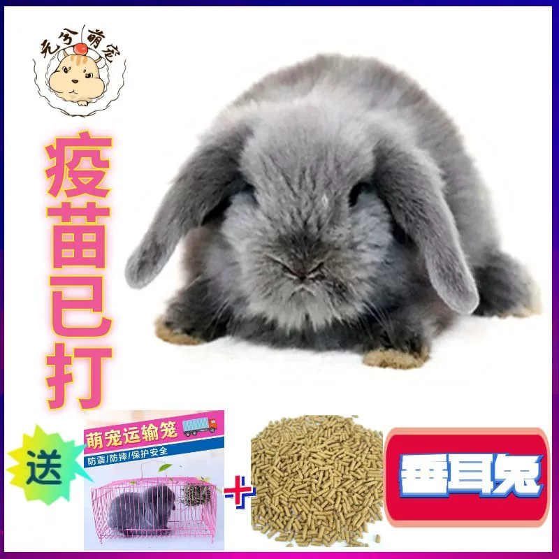 元兮垂耳兔活物兔子活体灰色宠物猫猫兔侏儒兔包活健康养殖小兔子