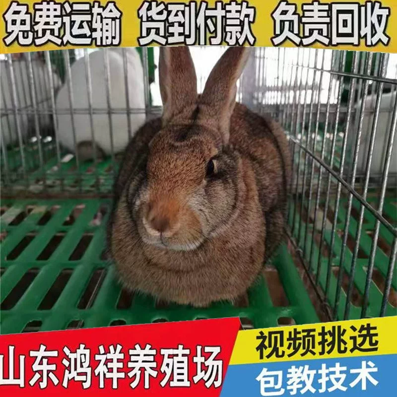 比利时兔子活体肉兔比利时肉兔体质健壮好养殖全国发货兔子养殖