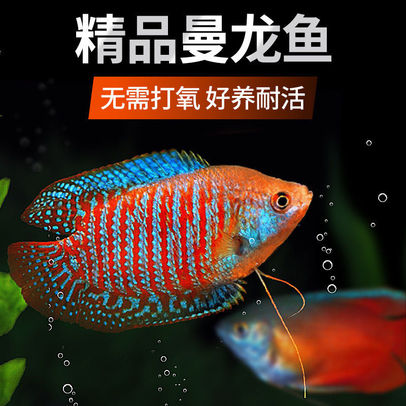 疯狂水草曼龙鱼热带观赏鱼鱼苗