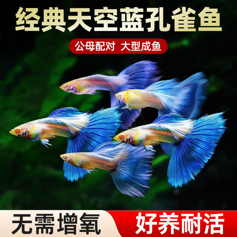 观赏鱼天空蓝孔雀鱼活鱼精品纯种