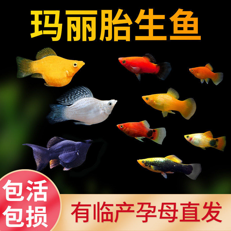 玛丽鱼观赏鱼小型淡水好养活冷水小鱼热带鱼鱼苗观赏鱼胎生鱼