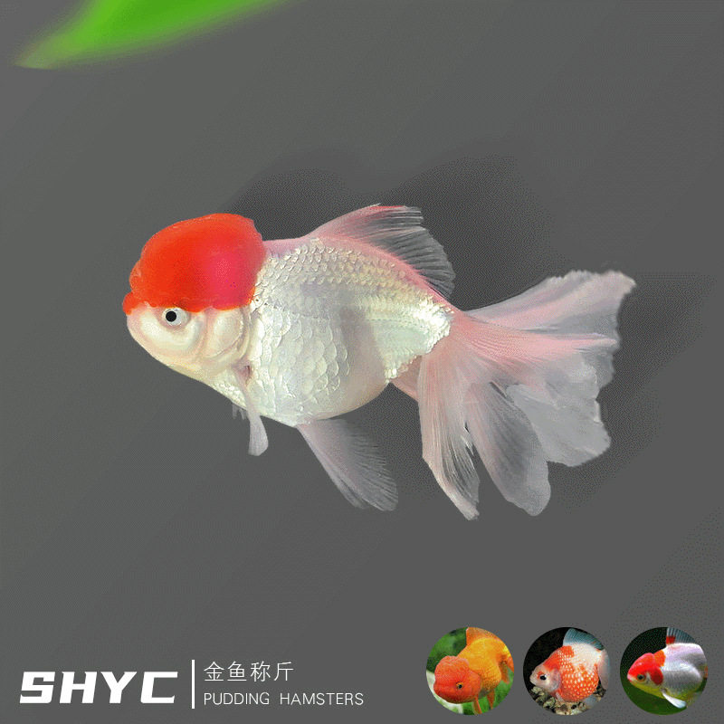 观赏鱼活体按斤冷水鱼称斤金鱼活体珍珠鹤顶红虎头龙睛