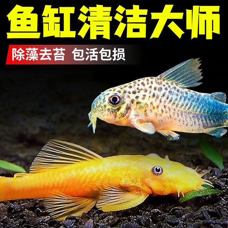 清道夫观赏鱼金苔鼠热带小型清洁