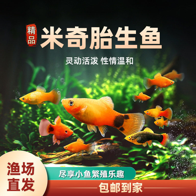 米奇鱼热带淡水鱼苗观赏鱼好养