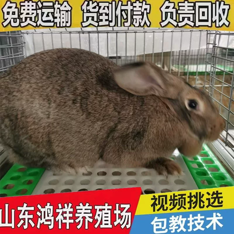 自产自销鸿祥比利时兔子繁育场低价出售活物兔子比利时肉兔好养活
