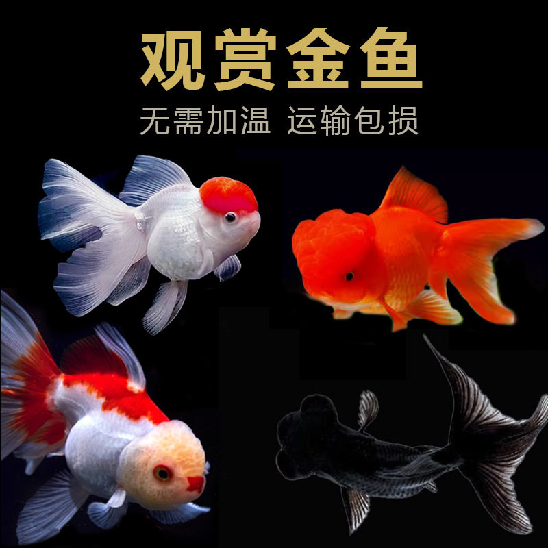 小金鱼苗活体冷水观赏鱼鹤顶红兰寿金鱼淡水