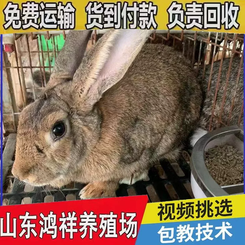 比利时兔活体肉兔长势快体型大好饲养兔子养殖场直供量大从优