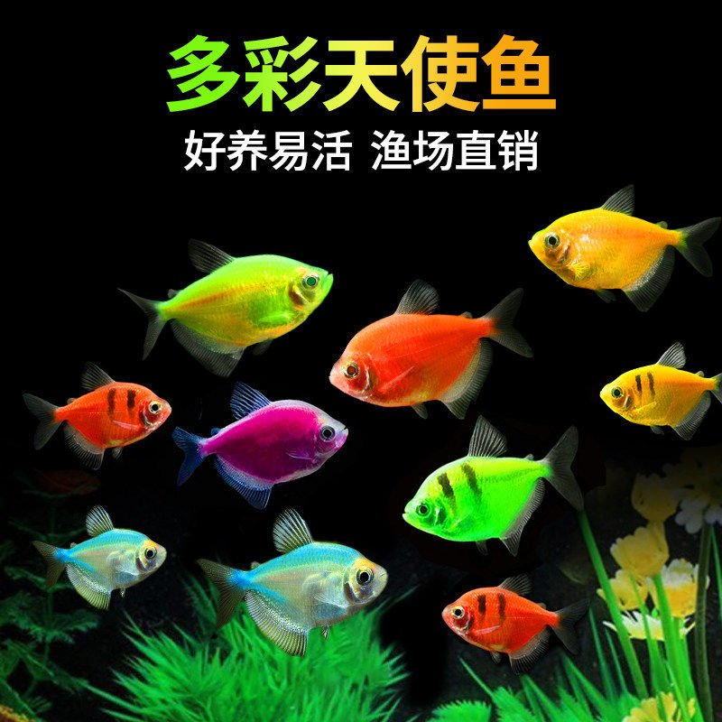 天使鱼鱼苗观赏鱼热带小型冷水鱼