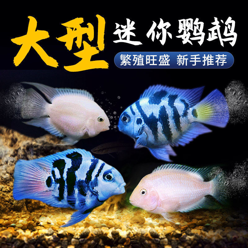 鱼热带观赏鱼苗小型淡水好养鱼活鱼宝蓝白金繁殖种鱼
