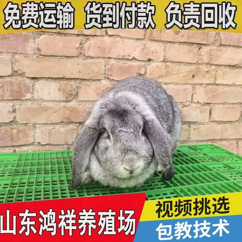 纯种公羊兔活体种兔肉兔养殖成本低效益高直销公羊兔成年兔子
